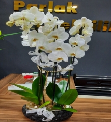 Tasarım Beyaz Orkide
